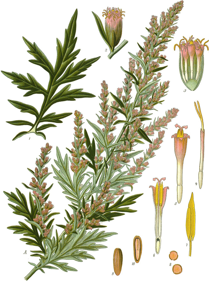 Beifusskraut oder Artemisia Vulgaris